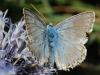 80262 – Photo : Prisca – France (05)