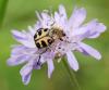 80148 – Photo : Patrick Decreus – France (93)