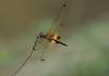 80883 – Photo : Jean-Claude Jamoulle – Singapour