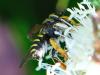 80961 – Photo : Prisca – France (05)