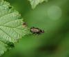 80309 – Photo : Patrick Decreus – France (93)