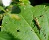 80835 – Photo : Patrick Decreus – France (93)