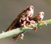 80416 – Photo : Patrick Decreus – France (09)