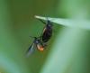 80478 – Photo : Patrick Decreus – France (09)