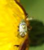 80384 – Photo : Patrick Decreus – France (09)