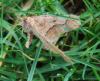 80697 – Photo : Patrick Decreus – France (80)