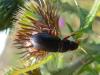 80402 – Photo : Thomas Hermant – France (80)
