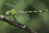 80375 – Photo : Denis Gaschignard – Guyane française