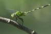 80376 – Photo : Denis Gaschignard – Guyane française