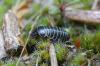 80583 – Photo : Romagné Michel – France (72)