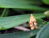 80029 – Photo : patrick derennes – France (94)