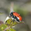 80491 – Photo : A. Lerch – France (30)