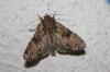 80230 – Photo : alain Roujas – France (31)
