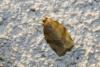 80873 – Photo : alain Roujas – France (31)