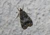 80076 – Photo : alain Roujas – France (31)