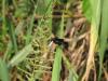 80370 – Photo : Saracededam – Gabon