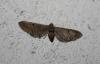 80408 – Photo : alain Roujas – France (31)
