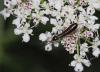 80297 – Photo : patrick derennes – France (44)