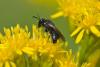 80300 – Photo : Joseph Rezeau – France (35)