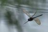 80681 – Photo : Denis Gaschignard – Guyane française