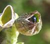 80397 – Photo : H. Dumas – France (13)