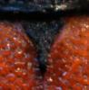 80027 – Photo : Bijiaoui Robert – France (11)