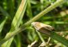 80036 – Photo : Bejac – France (85)