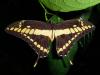 80255 – Photo : Gerard VIGO – Venezuela