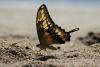 80256 – Photo : Gerard VIGO – Venezuela
