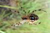 80006 – Photo : Jules d'Oc – France (34)