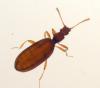 80440 – Photo : Gerard CHEMIN – France (68)