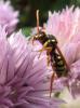 80427 – Photo : C.gager – France (49)