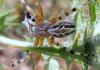 80003 – Photo : Jules d'Oc – France (34)