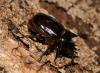 80389 – Photo : Gerard VIGO – Venezuela