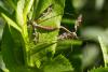 80679 – Photo : Daniel Ventard – France (05)