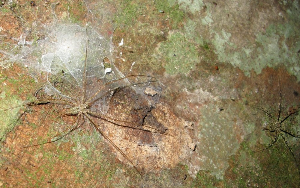 Didier Petot - Hersilia baliensis - réf. 80531 (1000 x 628 pixels, 196 ko)