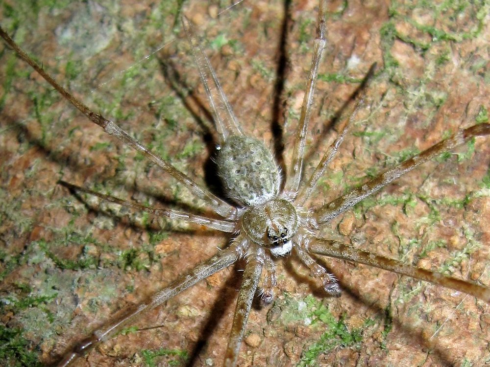 Didier Petot - Hersilia baliensis - réf. 80529 (1000 x 750 pixels, 212 ko)