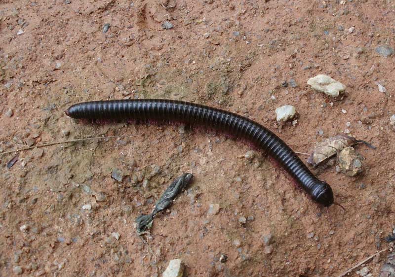 X.leen - Thyropygus sp. - réf. 80465 (800 x 562 pixels, 93 ko)