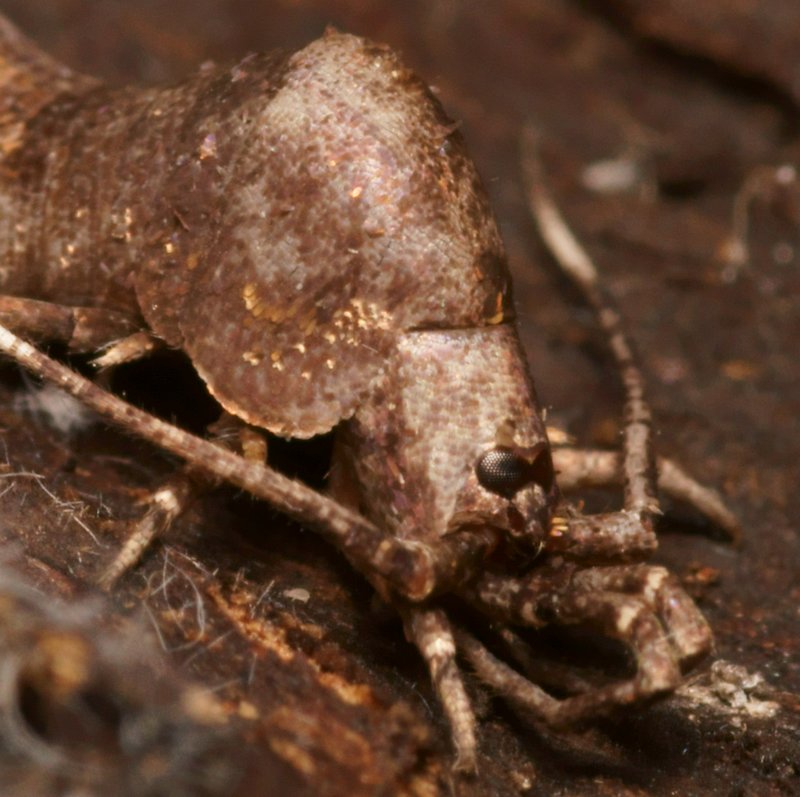 Praemachilis excelsior (Insecta, Archeognatha, Machilidae) - www ...