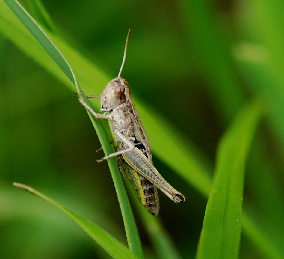 Réf. 80953 — INSECTA > Orthoptera > Acrididae > Pseudochorthippus