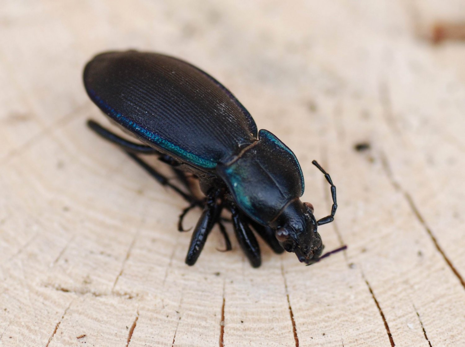 Réf. 80410 — INSECTA > Coleoptera > Carabidae > Carabus (Megodontus) violaceus www.galerie