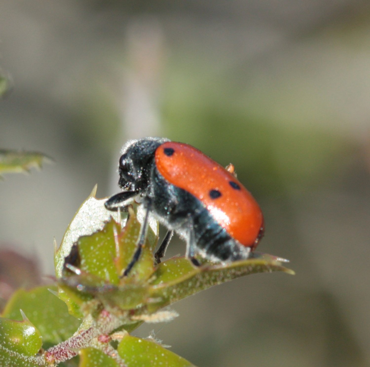 A. Lerch - Lachnaia sp. - réf. 80491 (1500 x 1487 pixels, 187 ko)