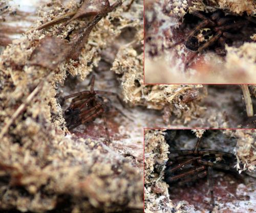 Amaurobius sp.