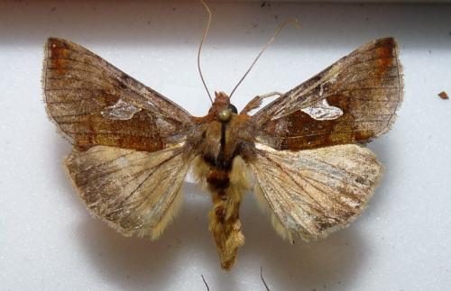 Réf. 81 076 : Autographa bractea