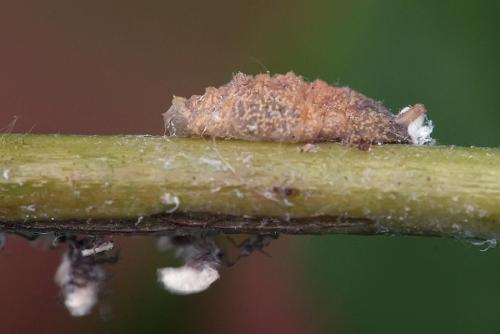 Cheilosia sp.