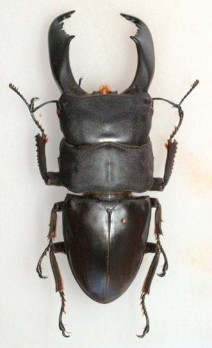 Dorcus titanus typhon