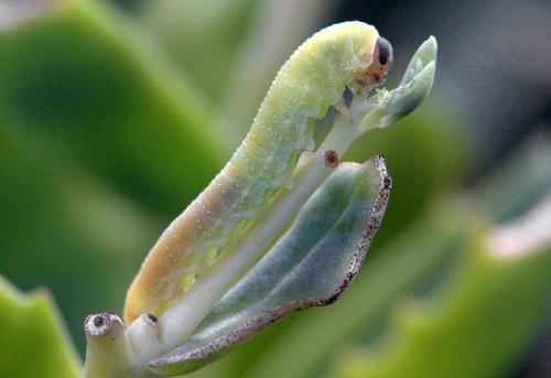 Réf. 81 087 : Tenthredo ignobilis