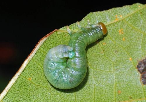Hemichroa australis