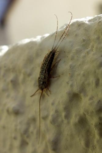 Ctenolepisma lineata