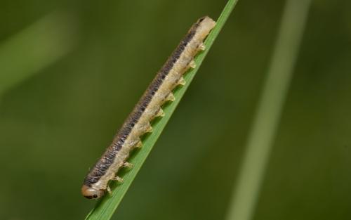 Réf. 81 485 : Dolerus sp.